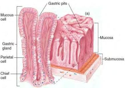 gastric fields there are