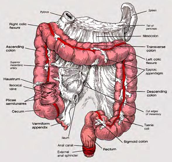 Large intestine The structural features of the colon