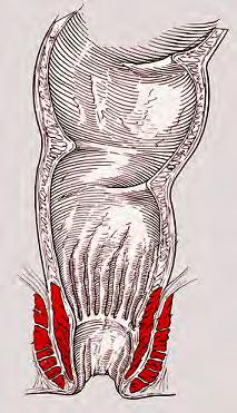 RECTUM Transverse folds Layers: Ampula recti Canalis analis Columnae anales Sinus anales Tunica mucosa Tela