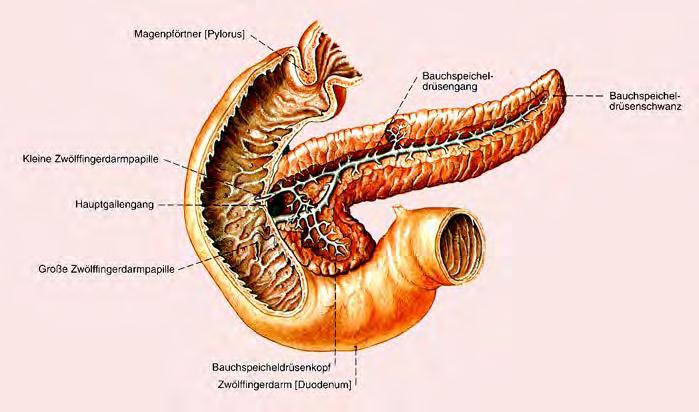 Pancreas and its ducts.