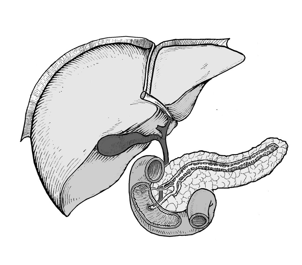 Gallbladder and common bile duct Ductus cysticus Ductus hepaticus com.