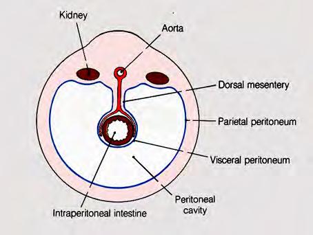 peritoneum -