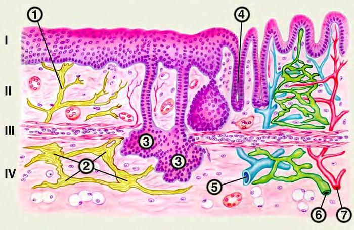 STRUCTURE OF TUNICA MUCOSA I the epithelium II the proper plate III the muscular plate IV the submucous layer The mucous membrane lining the hollow organs from their lumen.