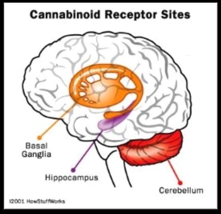 The Physiology of Cannabinoids The human body produces its own cannabis-like compounds, called endocannabinoids, that react with the body s cannabinoid receptors.