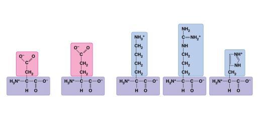 14c Polar side chains; hydrophilic Electrically charged side chains; hydrophilic Basic (positively charged) Serine (Ser or S) Threonine (Thr or T) Cysteine (Cys or C)