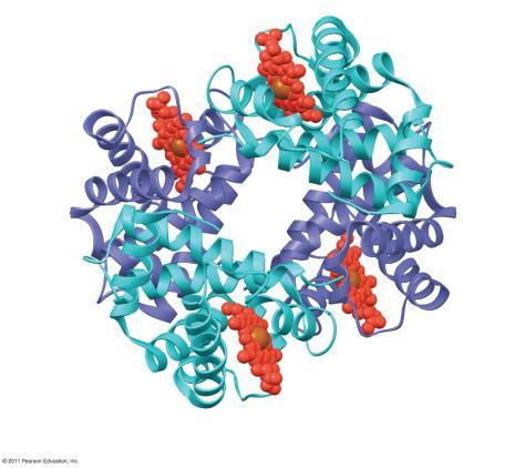 polypeptide chains form one macromolecule Quaternary