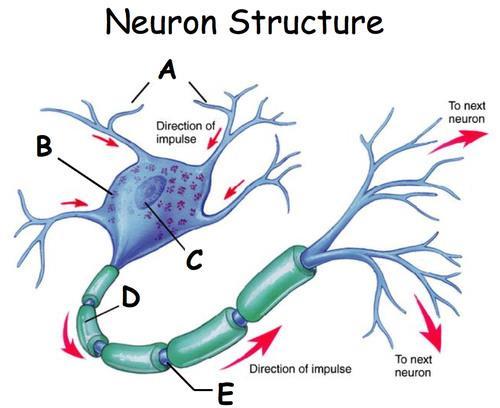 Section C: Neuroglia 1. What are the functions of neuroglia cells? 2. List 2 characteristics of neuroglia cells.