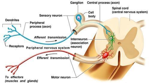 Section E: Types of Neurons In sensory (afferent) neurons, the dendrites contain sensory receptors and change information from external sources, such as light waves into electrical impulses.