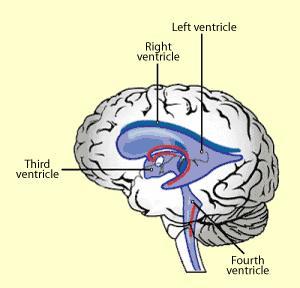 Section I: CNS Diencephalon, Cerebellum & Brainstem 1. Maintains homeostasis. Control centers for regulating hunger, sleep, thirst, body temperature, water balance and blood pressure.
