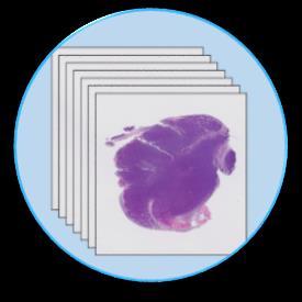 How we work with Clients Histology images can be directly