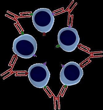 Autoimmune disease panel Antinuclear antibodies (ANA) Anti-double stranded