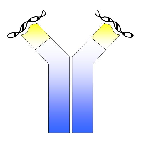 Double-stranded DNA (Ds-DNA) antibody Specific to lupus.