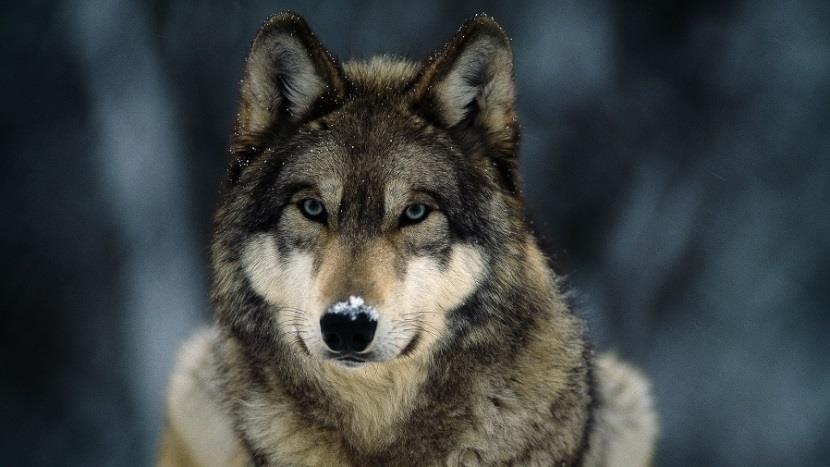 lesions as a consequence of a wolf's