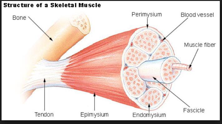 Fascia within muscle Fascia is slippery and glides.