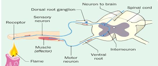 The Peripheral Nervous System The PNS consists of all the nerve fibres around the body (not including the brain and spinal cord).