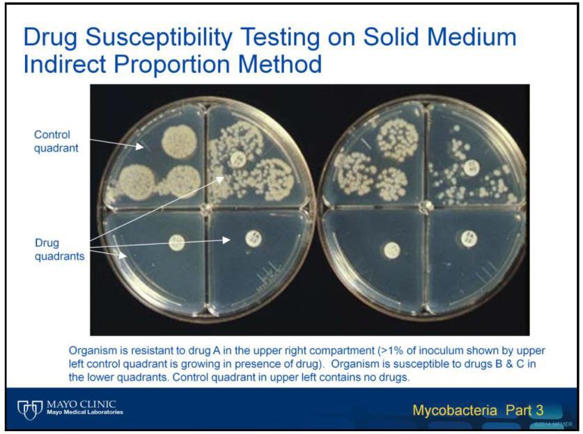 Drug susceptibility testing (DST) Phenotypic testing is based on whether or not the organism can grow in the presence of the antibiotic.
