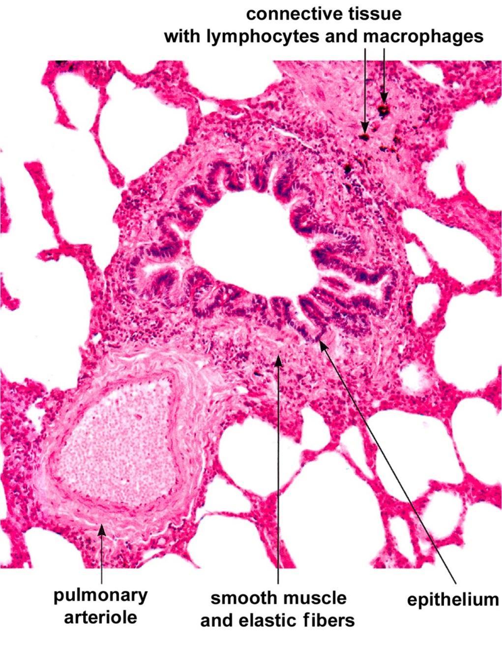 Bronchiole Respiratory passage smaller than 1 mm Does not contain cartilage Its epithelium is simple columnar The epithelium is not folded when alive, the characteristic folding is a histological
