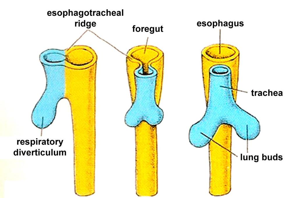 Early (embryonic) development of the lung The respiratory diverticulum invaginates the surrounding mesenchyme.