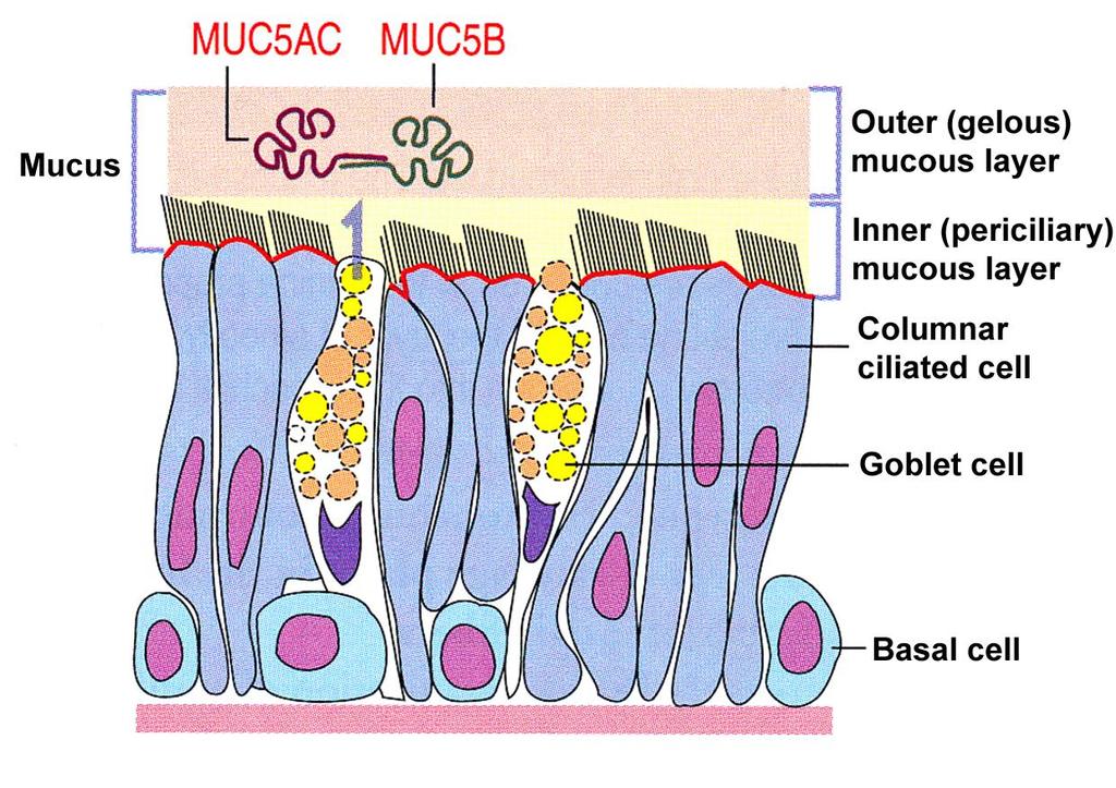 Goblet cells and the secreted mucus Goblet cells secrete
