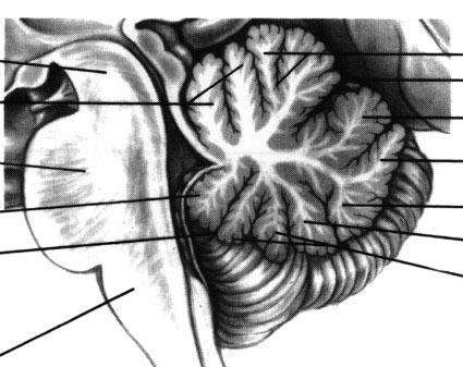 Structure of the Cerebellum Dorsal View Cortex: vermis Hemisphere: intermediate lobe lateral lobe Deep nuclei: Dentate nucleus Cerebellar