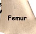 formed by the two femoral f c called the