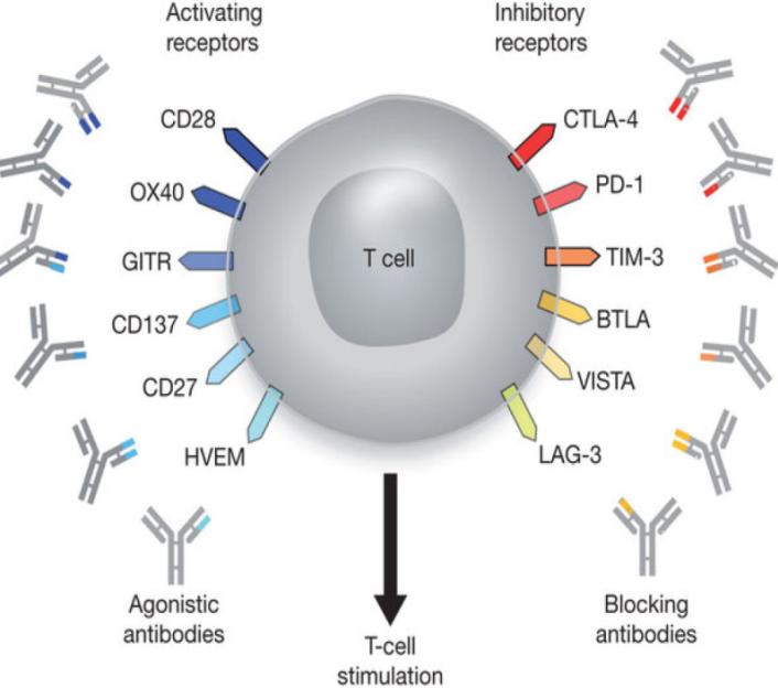 Varlilumab: Immune Modulating mab Targeting CD27 Induces activation