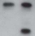 Figure S6 PI positive cells (%) Control