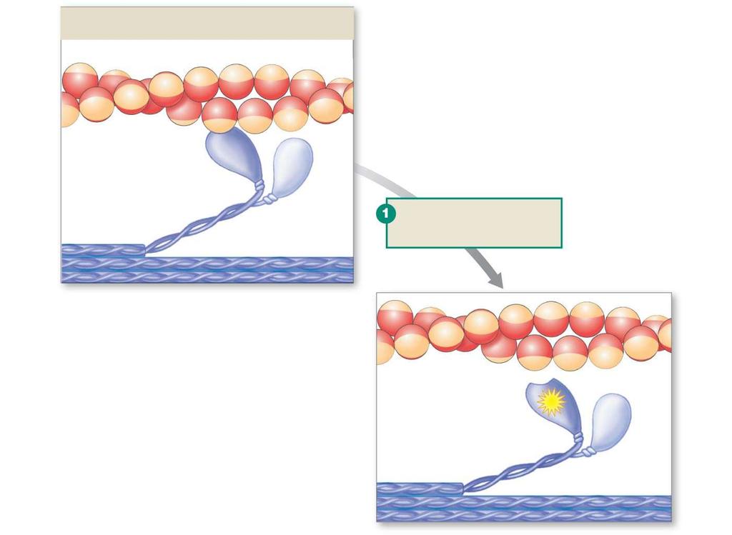 Myosin filament ATP binds to myosin. Myosin releases actin. ATP binds. 2013 Pearson Education, Inc.