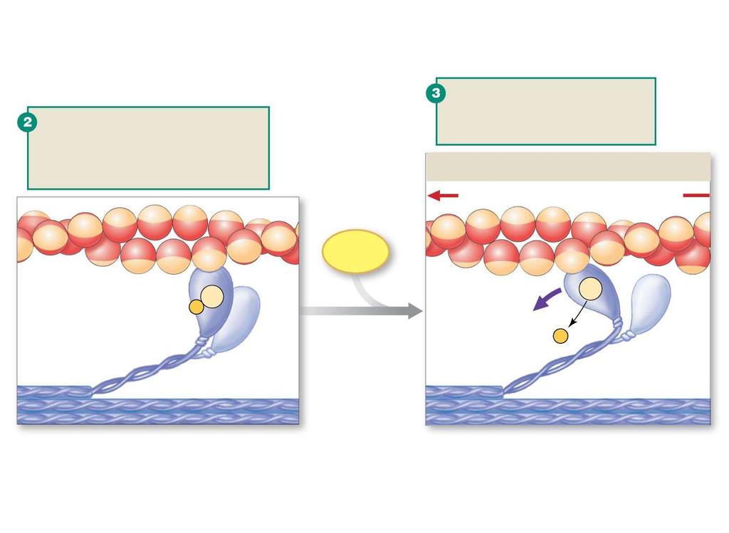 Energy from ATP rotates the myosin head to the cocked position. Myosin binds weakly to actin.