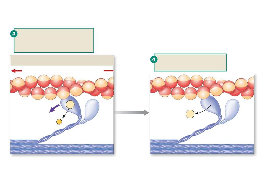 Power stroke begins when tropomyosin moves off the binding site. The Power Stroke Actin filament moves toward M line. Myosin releases ADP at the end of the power stroke. Head swivels.