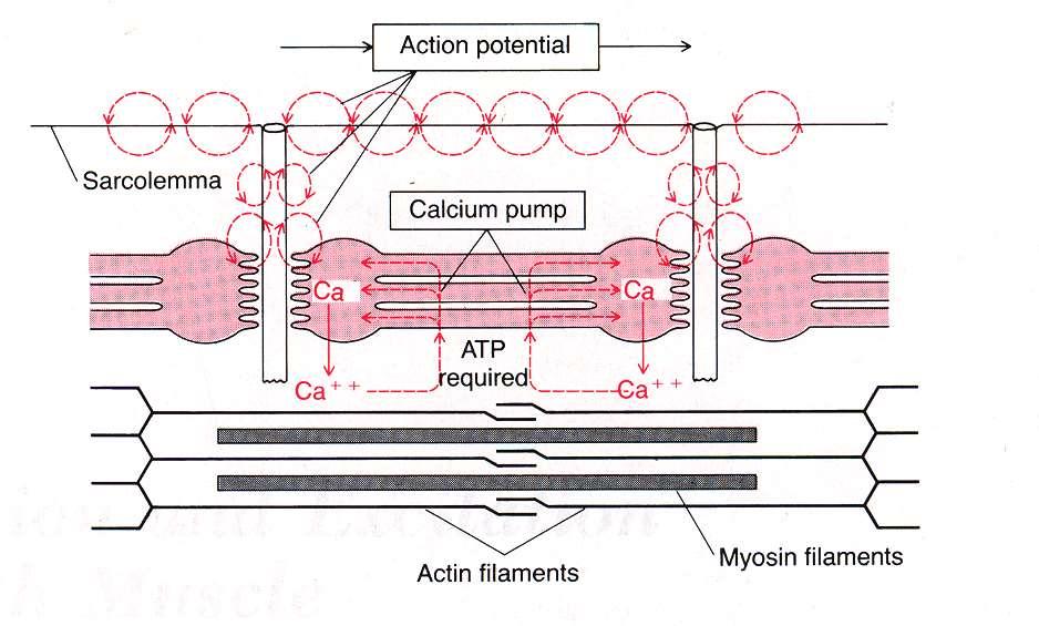 Excitation-Contraction Coupling Today s Agenda Skeletal muscle Neuro Muscular Junction NMJ, Muscle