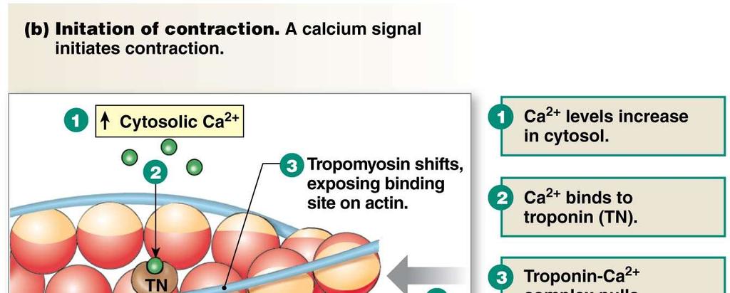 Myosin-actin interaction THE CONTRACTION CYCLE Tight Binding in the Rigor State G-actin molecule