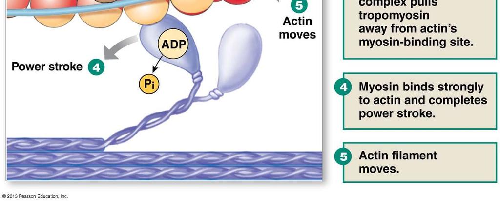 ATP binds. Myosin releases ADP at the end of the power stroke.