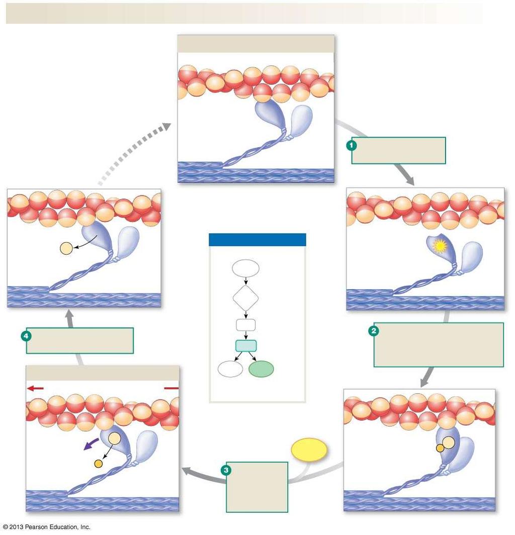 Contractionrelaxation Sliding filament Myosin hydrolyzes ATP.