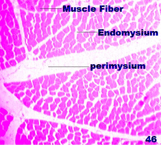 Cross sections of iliotibialis lateralis muscle of