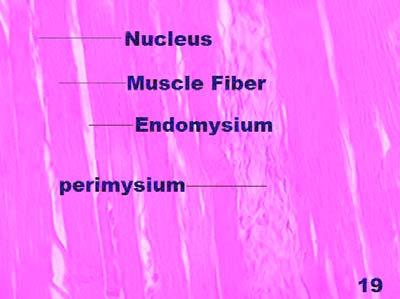 perimysium, endomysium and muscle fiber at 28 th day of