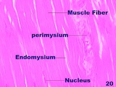 Longitudinal sections of iliotibialis lateralis muscle of