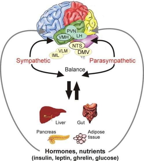 Circute paralele creier-sistem digestiv-creier în hipotalamus și trunchiul cerebral.