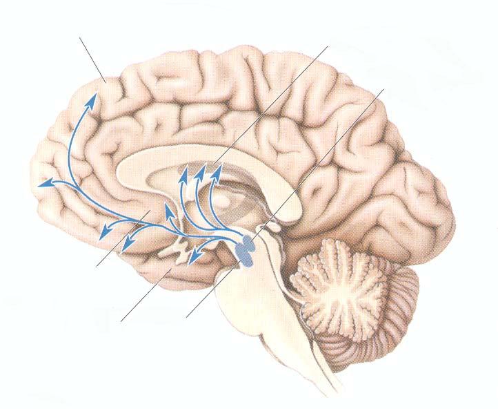 Meso-corticolimbic dopamine system and reward Frontal cortex Dopamine Caudate nucleus and putamen
