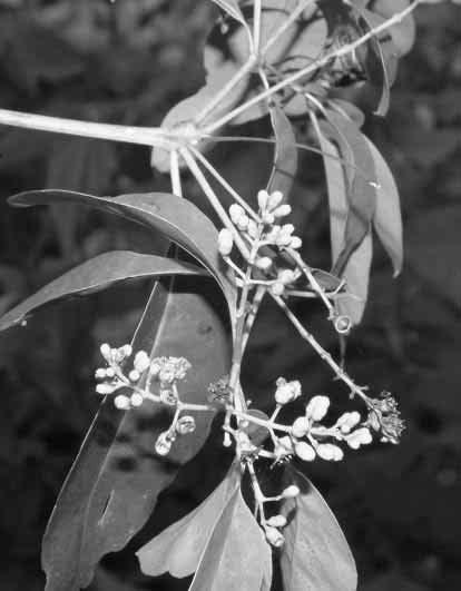 J. PAREKH, D. JADEJA, S. CHANDA Ficus benghalensis L.
