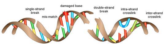 DNA Damage DNA damage occurs naturally due to internal and external factors