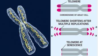 Telomeres Telomeres are caps at the end of each chromosome which serve as a