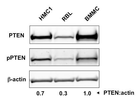 Figure S11. PTEN protein expression in growth factor-dependent and -independent MC lines Cell lysates were prepared from the HMC-1.