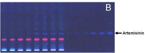 Compare of TLC pattern of some crude extracts of untransgenic and transgenic of A.