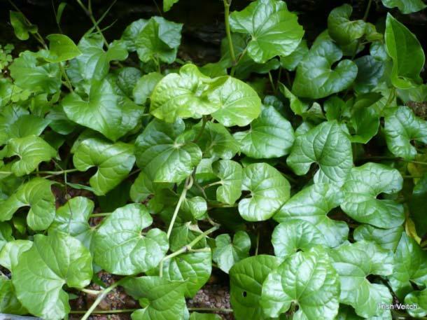 (Gotu Kola) -used to treat various disorders in traditional eastern medicine: syphilis, hepatitis, epilepsy, diarrhea, fever and asthma -Western herbalists use it for
