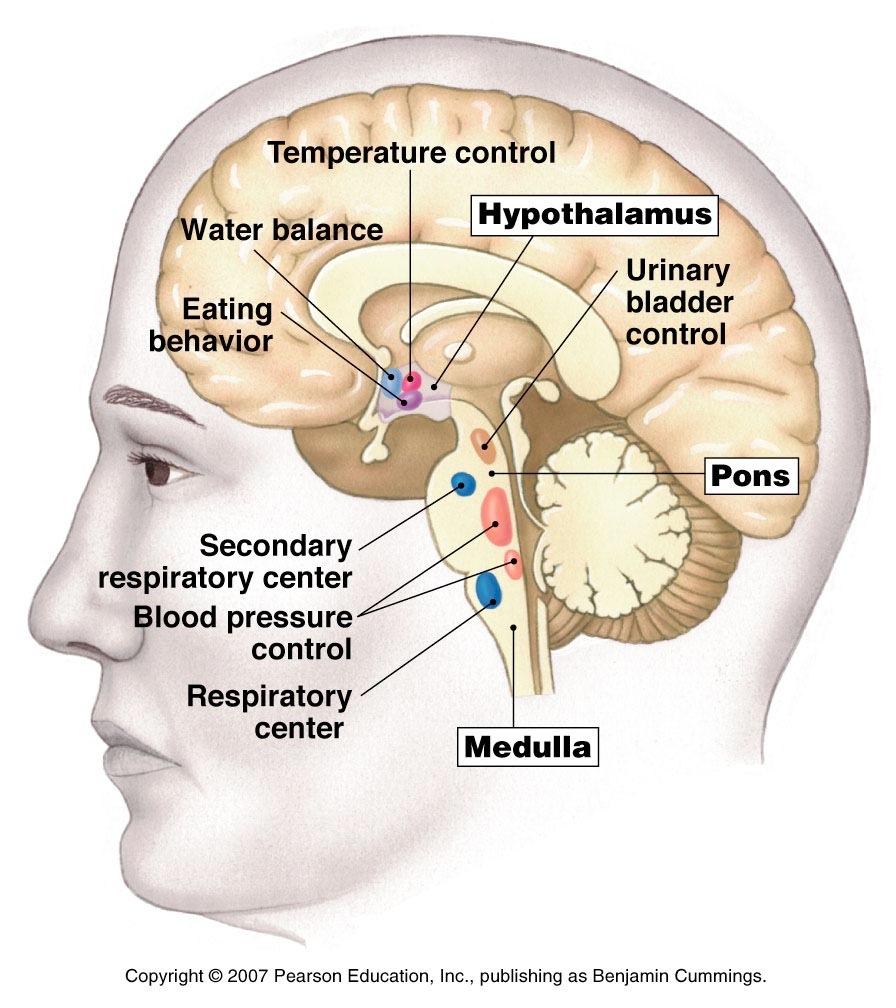 The Autonomic Division Controlled by the limbic system,