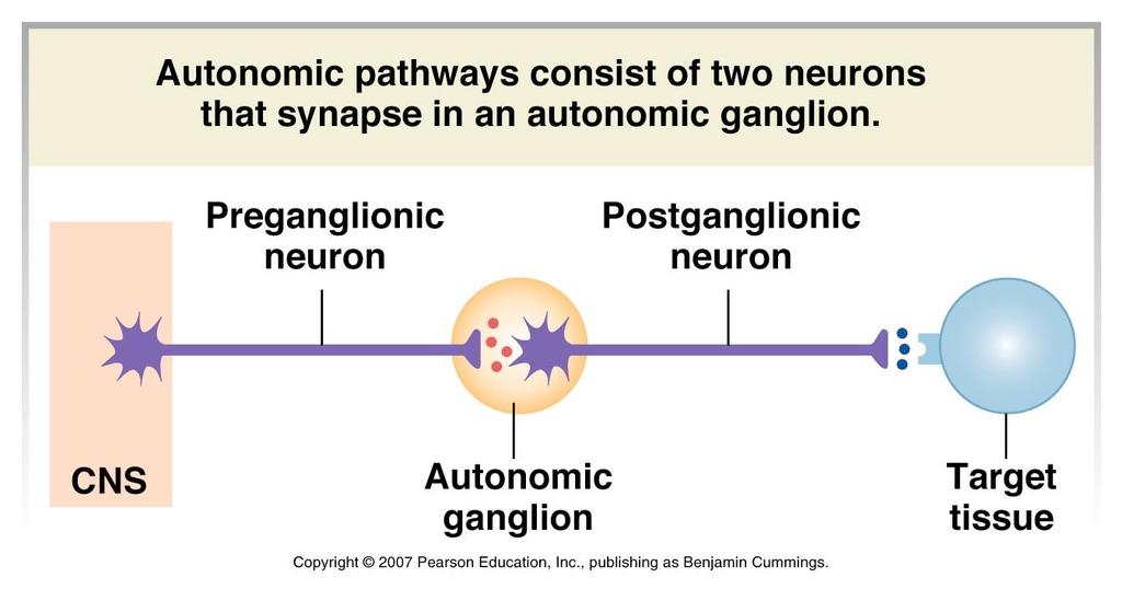 The Autonomic Division Can function in the absence of innervation. WHAT? Questions... Why are there 2 neurons in the efferent pathway?