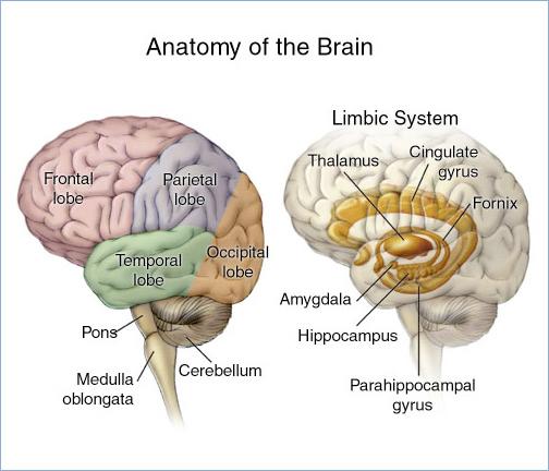 Limbic System Includes the amygdala, hippocampus Controls emotion,