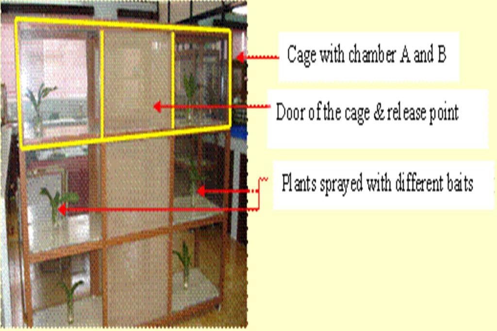 A B A B B A Cage used for