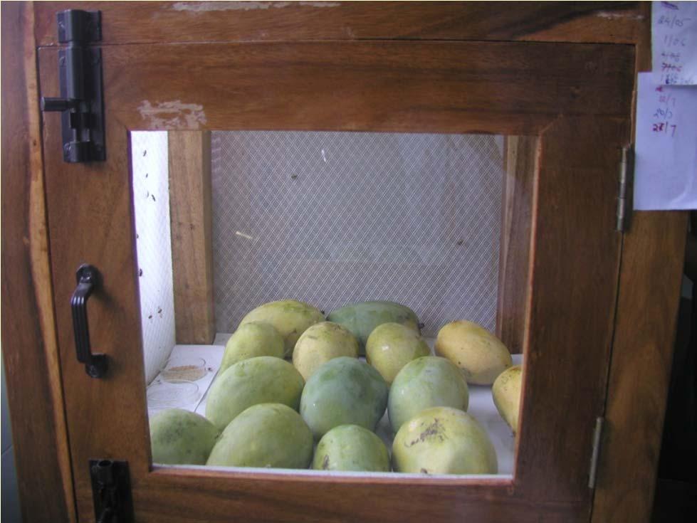 mangoes Fruits